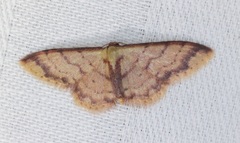 Idaea impexa