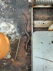 Oligosoma aeneum