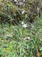 Gentianella polysperes