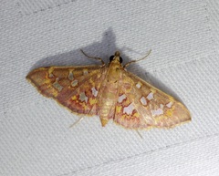 Ischnurges gratiosalis