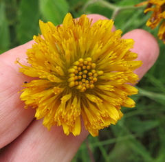 Berkheya setifera