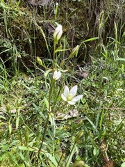 Gentianella polysperes