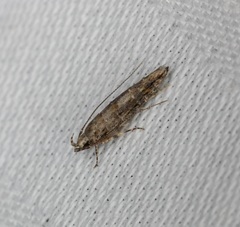 Metharmostis multilineata