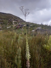 Osteospermum corymbosum