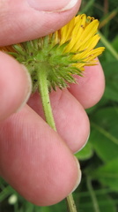Berkheya setifera