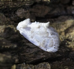 Niphopyralis