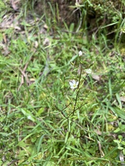 Gentianella polysperes