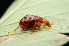 Paroplapoderus turbidus