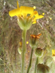 Osteospermum corymbosum