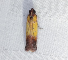 Piesmopoda semilutea