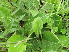 Berkheya setifera