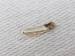 Proleucoptera
