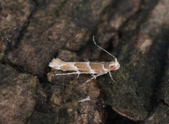 Pyroderces