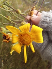 Osteospermum corymbosum