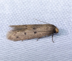 Stereodytis brevignatha