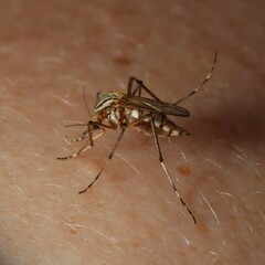 Aedes vittiger