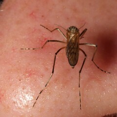 Aedes vittiger