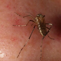 Aedes vittiger