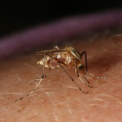 Aedes vittiger