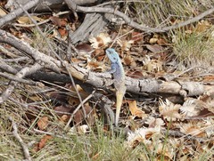 Acanthocercus atricollis