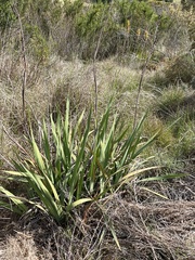 Watsonia schlechteri