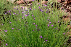 Polygala uncinata