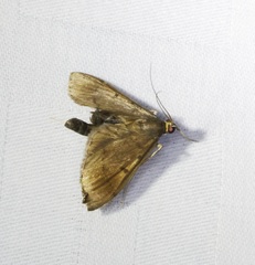 Almonia