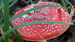 Amanita muscaria