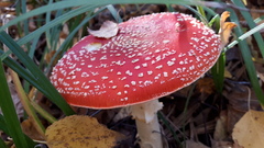 Amanita muscaria