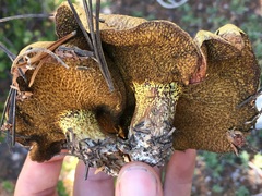 Suillus fuscotomentosus