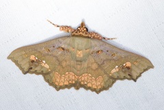 Lopharthrum comprimens