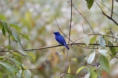 Cyornis turcosus