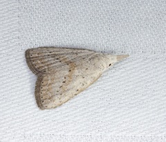 Meganola brunellus