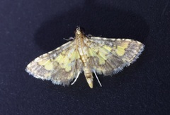 Nacoleia