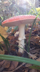 Amanita muscaria