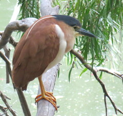 Nycticorax caledonicus