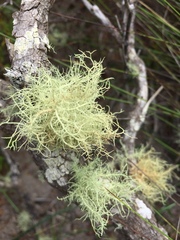 Usnea