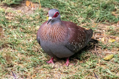 Columba guinea
