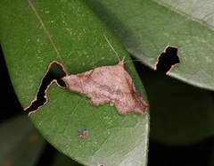 Throana pectinifer