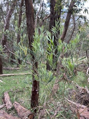 Acacia stricta