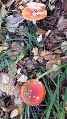 Amanita muscaria