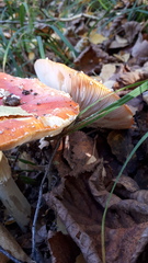 Amanita muscaria
