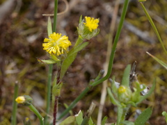 Triptilodiscus pygmaeus