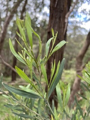 Acacia stricta