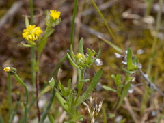 Triptilodiscus pygmaeus
