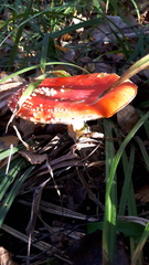 Amanita muscaria