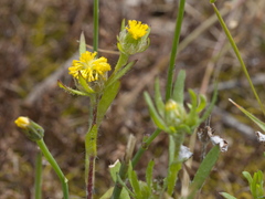 Triptilodiscus pygmaeus