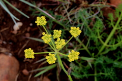 Afrosciadium magalismontanum