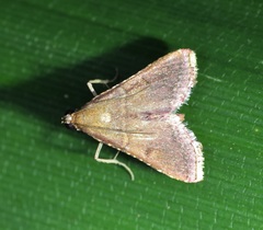 Endotricha theonalis