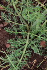 Afrosciadium magalismontanum